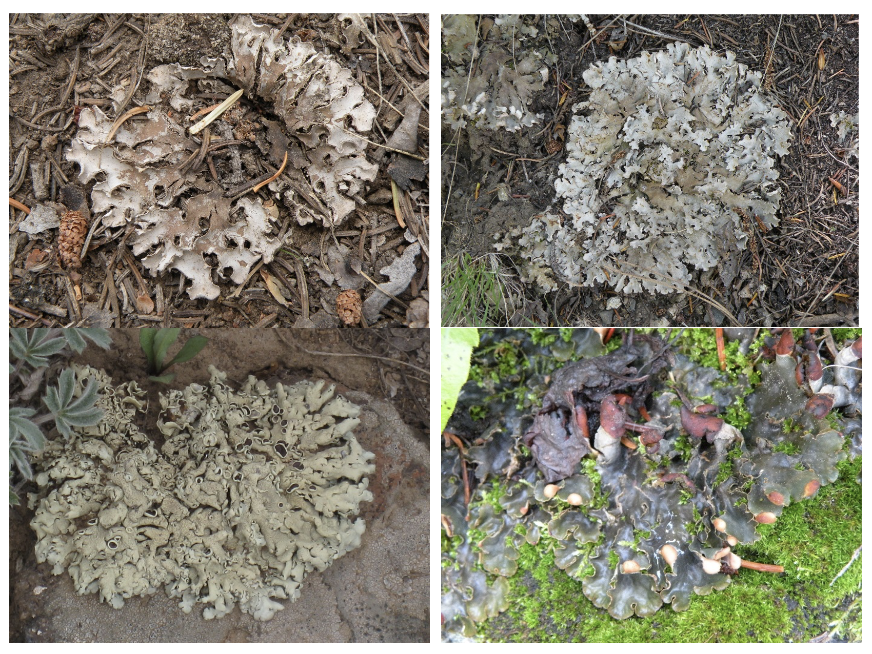 Four pictures of foliose lichens.