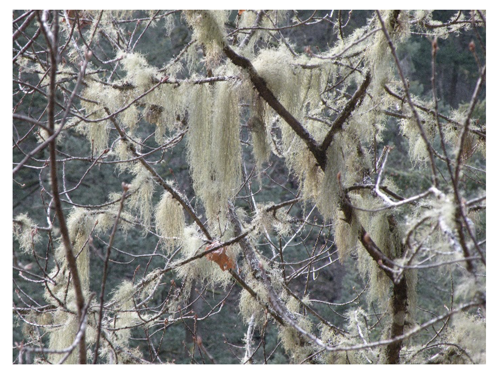 A photograph of a lichen hanging from tree branches.