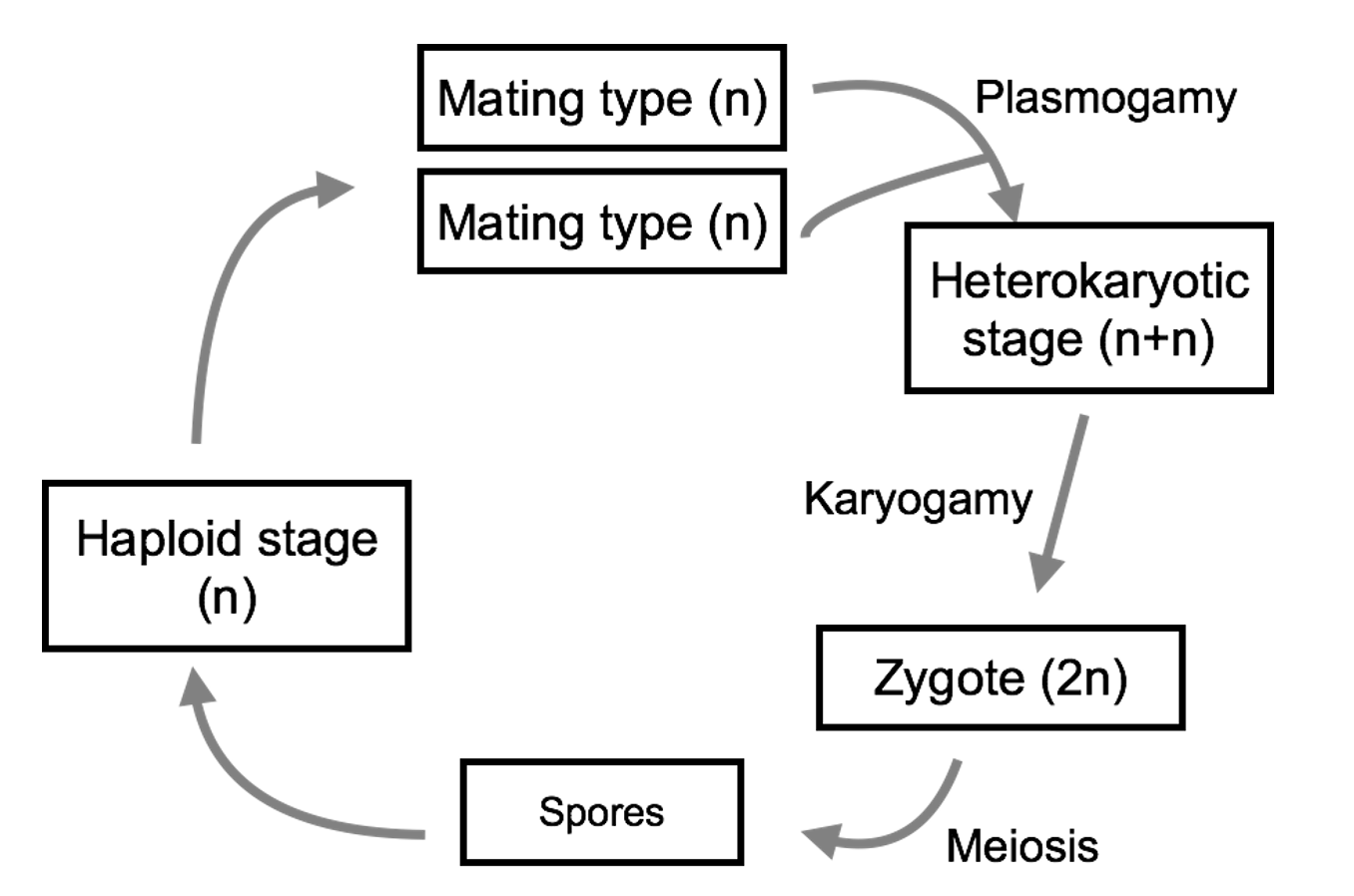 Generalized diagram of a fungal life cycle