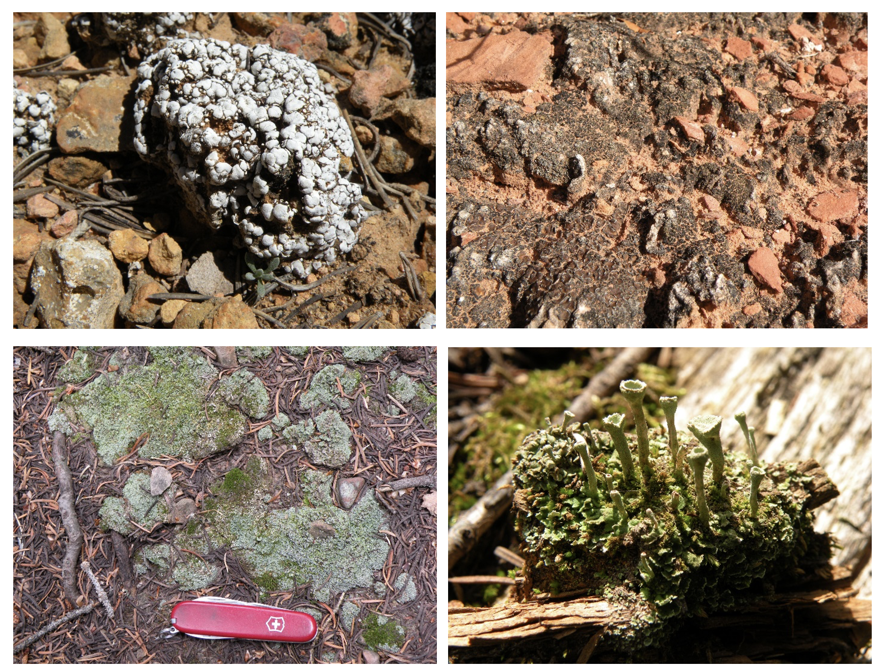 Four pictures of squamulose lichens.