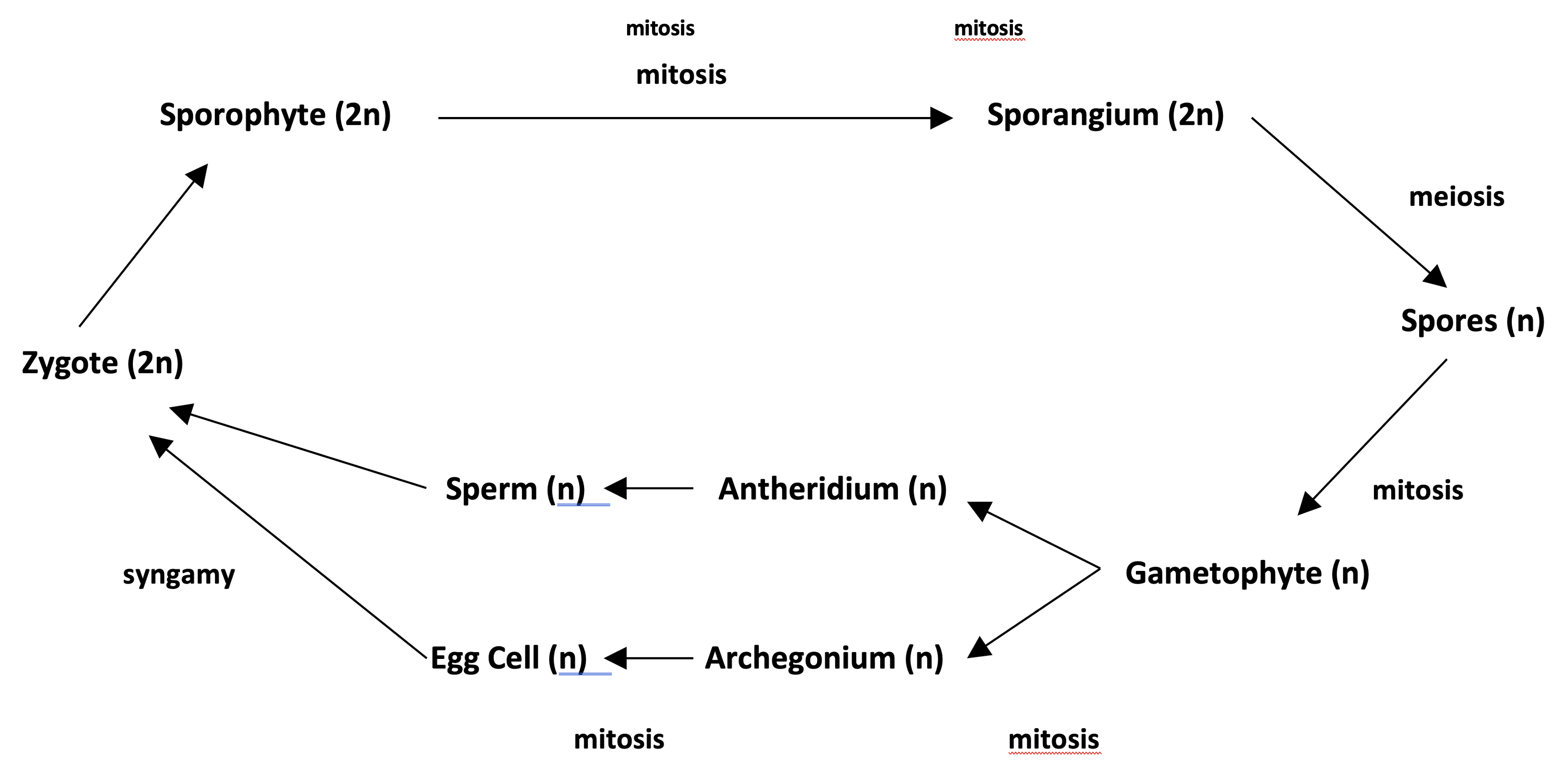 Diagram of a generalized plant life cycle