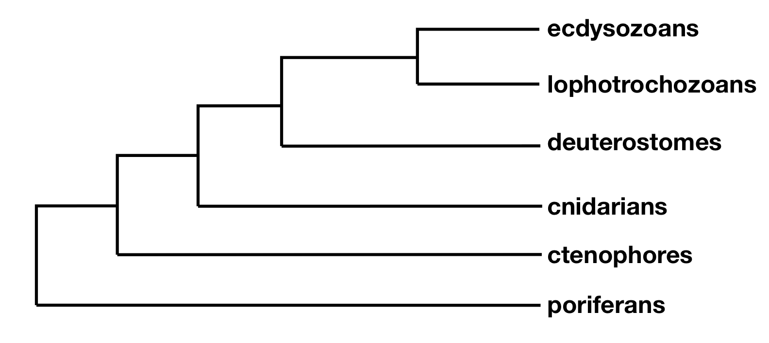 Phylogenetic tree showing the major clades of animals