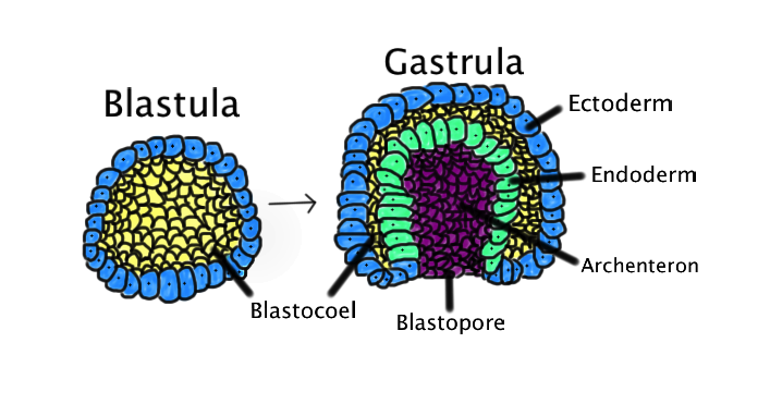 Illustration shows the blastula on the left, with the hollow interior labeled blastocoel. The gastrula is shown on the right, with the outer layer of cells labeled ectoderm, the inner layer of cells labeled endoderm, the space inside labeled archenteron and the opening to the outside labeled blastopore.