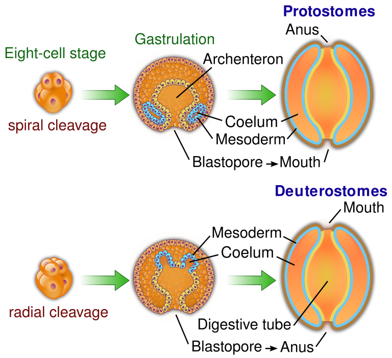 Deuterostomes college biology ii laboratory