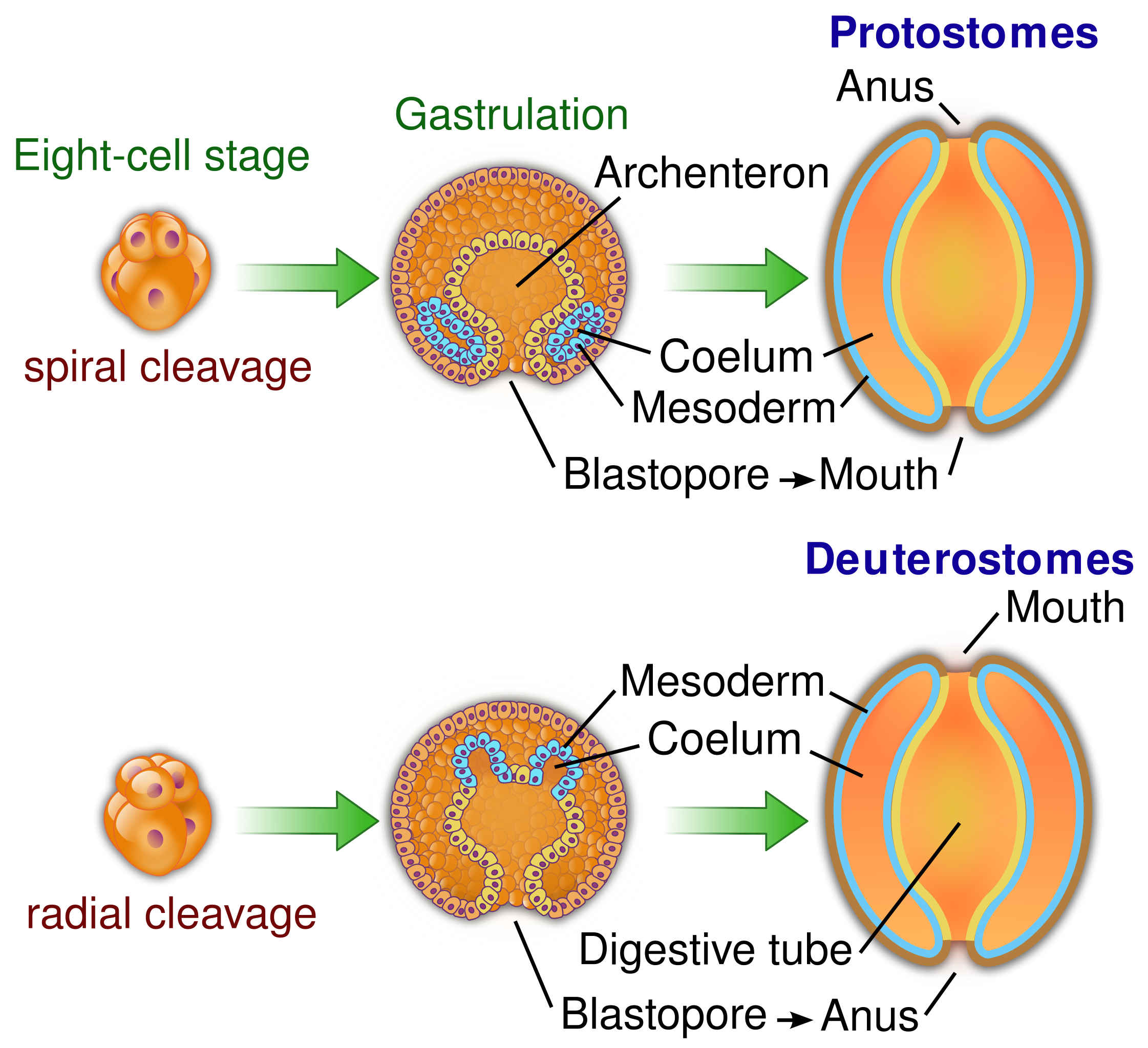 The illustration shows early development of protostomes versus deuterostomes.