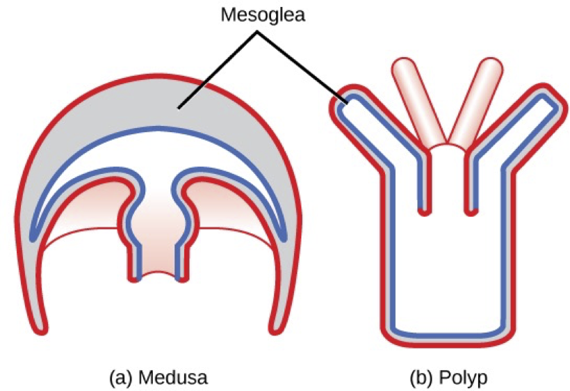 The illustration shows the two cnidarian body plans. The medusa is on the left, with tentacles pointing downward. The polyp is on the right with tentacles pointed upward. The epidermis is on the outside of both forms and is labeled in red. The gastrodermis is on the interior of both forms and is labeled in blue. Between is a grey space labeled mesoglea.