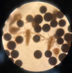 View through a light microscope showing a cluster of dark cicular structures which are brine shrimp eggs magnified at 100x. There are two clearly visible brine shrimp in the center of the image and a third one on the upper left that is blurry.