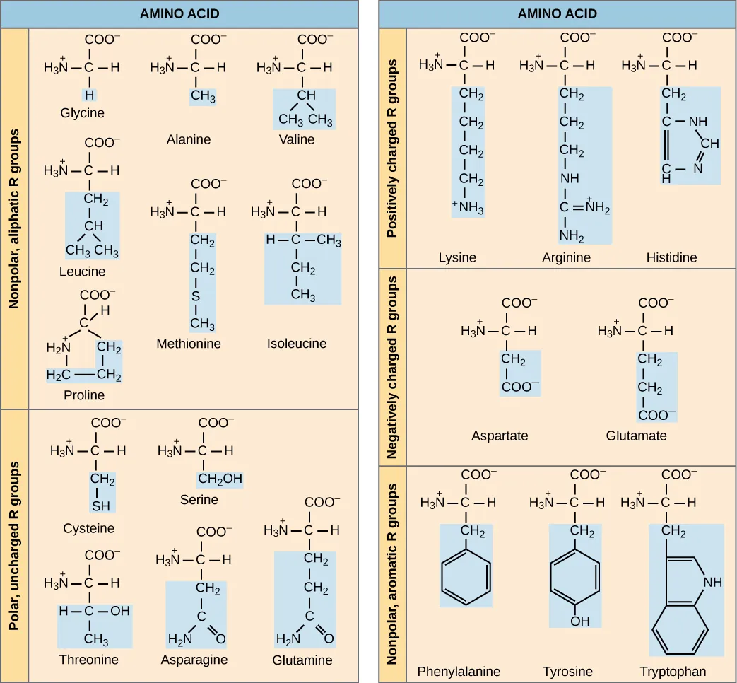 Table with the 20 common amino acids chemical structure divided into categories by chemical properties. The R-group is highlighted in blue.