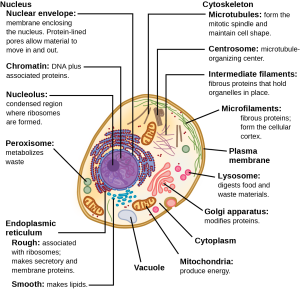 Stylized cartoon of a typical animal cell showing organelles such as the nucleus, mitochondria, golgi aparatus, and peroxisomes labeled.