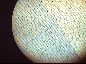 microscope photo of onion cells. Black circular field of view with brick-like cells in a diagonal orientation.