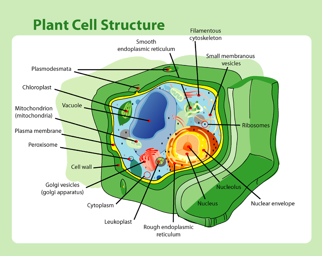 Stylized cartoon showing a typical plant cell in green surrounded by a lighter green shade representing the cell wall. Subcellular structures are multicolored nucleus is in yellow, vacuole in blue, mitochondria in green, and filamentous cytoskeleton in red.