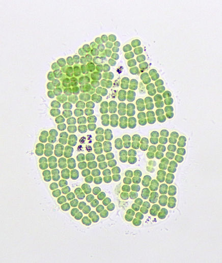 clusters of green cyonobacteria. the cells are oval shaped and there are about 4-6 clusters visible.