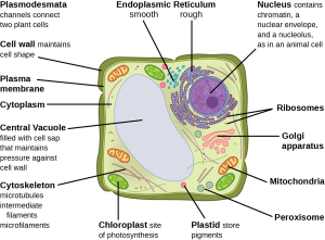 Stylized cartoon of a typical plant cell with a large central vacuole, chloroplasts, and cell wall labelled and described in text.