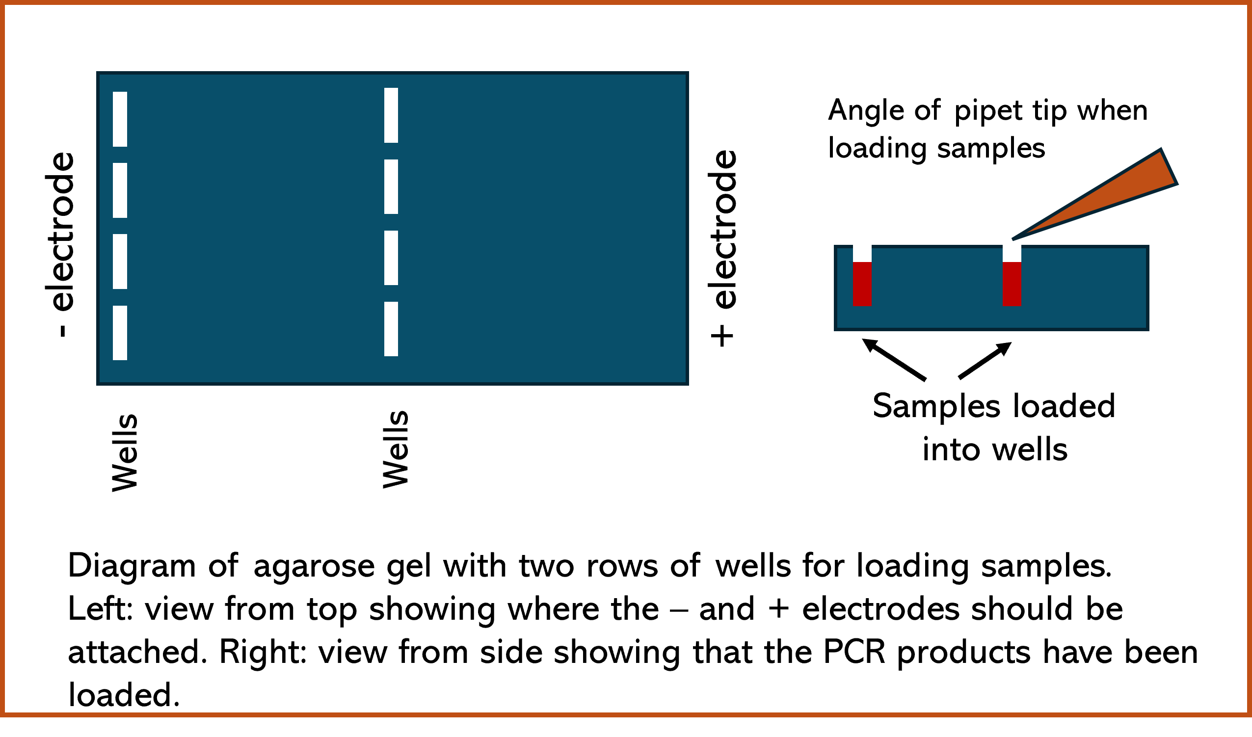 Agarose gel diagram with two views: a top view (left) and a side view (right).