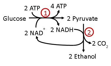 figure showing the process of pyruvate oxidation and ethanol fermentation in glycolysis.